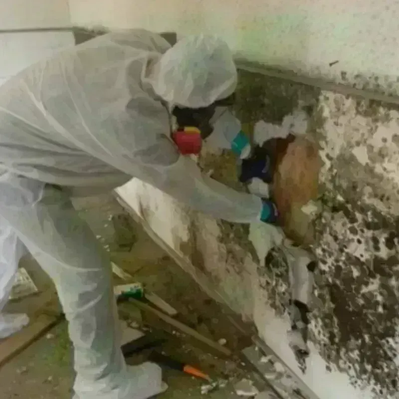 Mold Remediation and Removal in Edgerton, KS